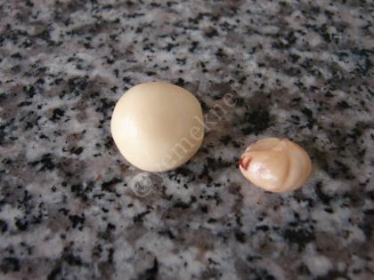 Fındık Dolgulu Misket Kurabiye