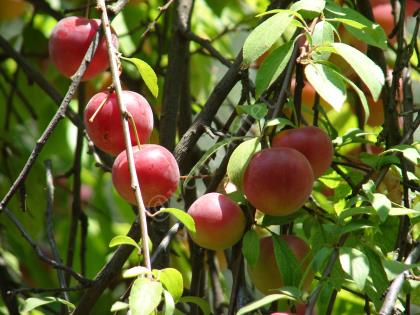 Kırmızı Erik Suyu