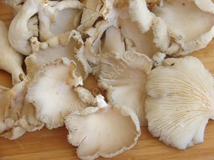 Sauteed Oyster Mushrooms Recipe