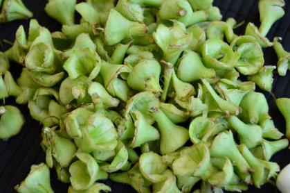 Taze Bamya Nasıl Ayıklanır