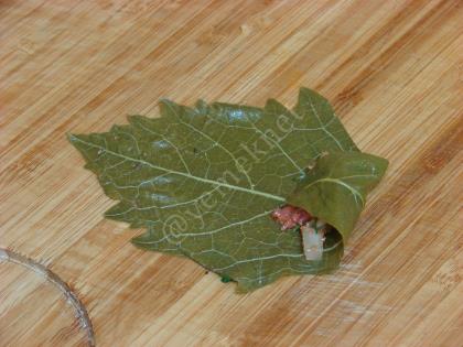 Etli Yaprak Sarması