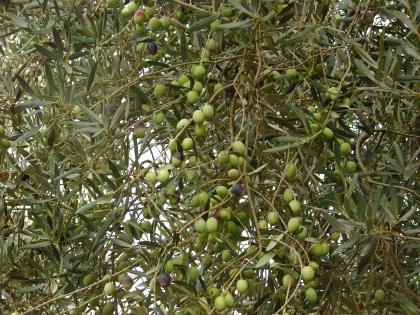 Ev Yapımı Kırma Taze Yeşil Zeytin