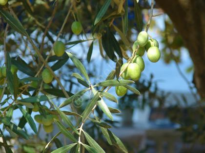 Çizik Yeşil Zeytin