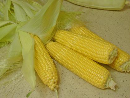 Süt İle Mısır Haşlama