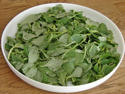 Yoğurtlu Mercimekli Semizotu Salatası