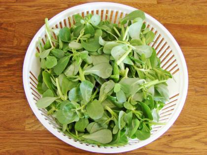 Nohutlu Semizotu Yemeği