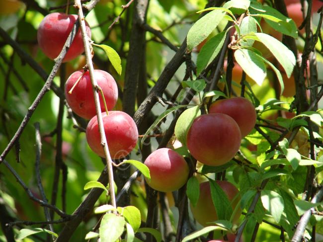 Kırmızı Erik Suyu - Yapılışı (1/12) 