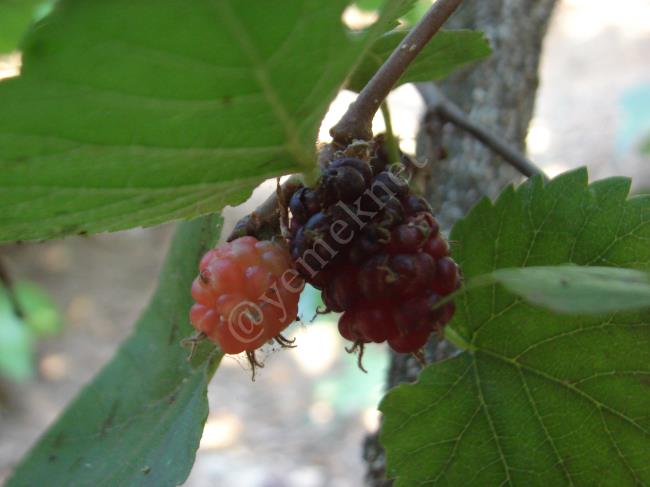 Ekşi Karadut Şurubu - Yapılışı (2/16) 