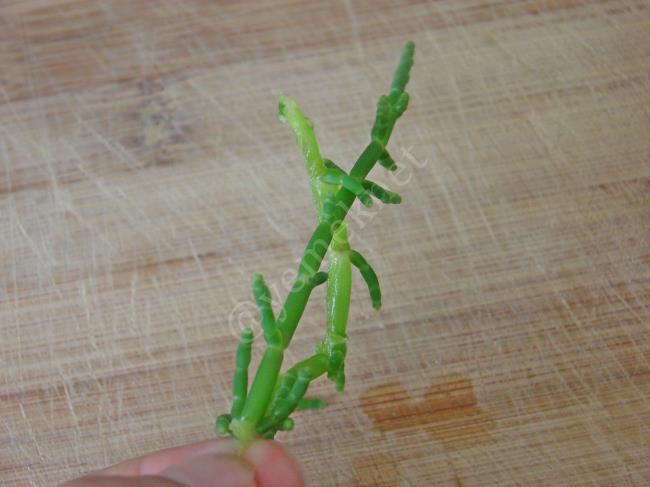 Deniz Börülcesi Salatası - Yapılışı (6/16) 