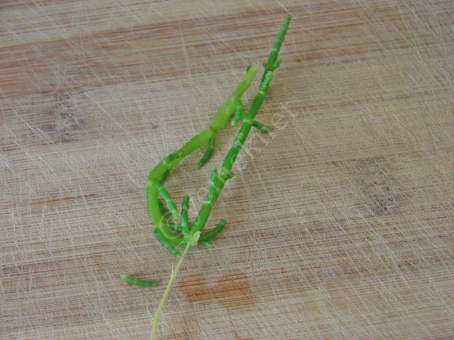 Deniz Börülcesi Salatası - Yapılışı (7/16) 