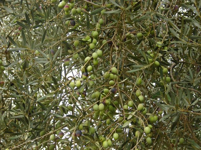 Ev Yapımı Kırma Taze Yeşil Zeytin - Yapılışı (3/12) 