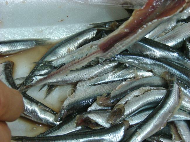 Fırında Kılçıksız Hamsi - Yapılışı (3/12) 