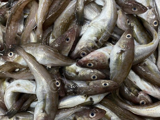 Bozuk Balığı Anlamanın Öyle Bir Kolay Yolu Var Ki, Keşke Önceden Bunu Bilseydim Diyeceksiniz : Bozulan Balık Nasıl Anlaşılır?