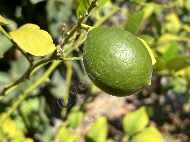 Limonun Zaten Onlarca Bildiğimiz Faydası Vardı Ama Esas Mühim Olanı Faydası Çok Başkaymış : Limonun Faydaları