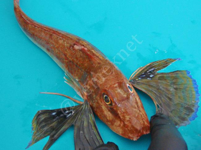 Kırlangıç Balığı Çorbası - Yapılışı (2/16) 